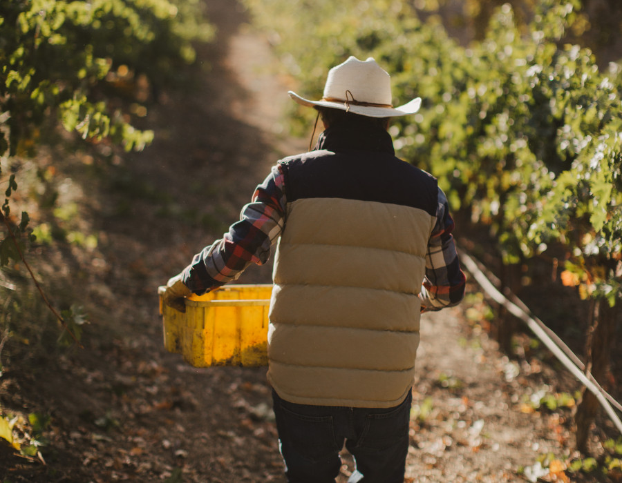 Doug Ayres vineyard harvest