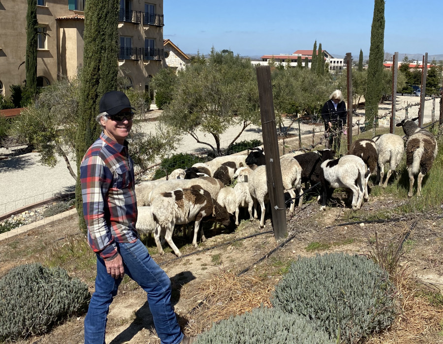 Goats at Allegretto
