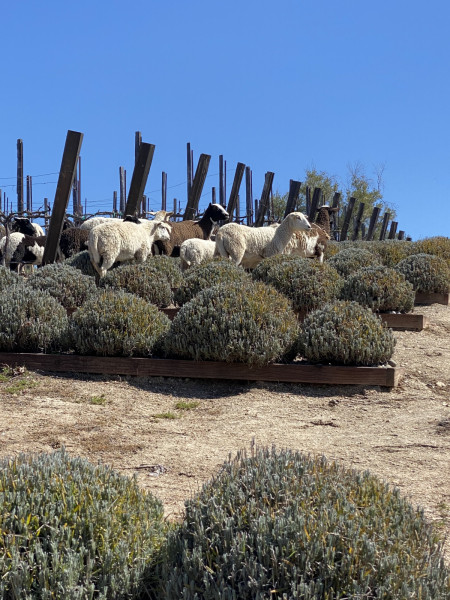 Sustainable Vineyard Sheep